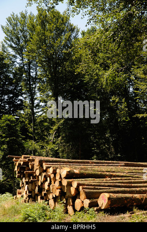 Segati & abbattuti gli alberi di pino impilati nel bosco in Haut Languedoc, regione a sud della Francia Foto Stock