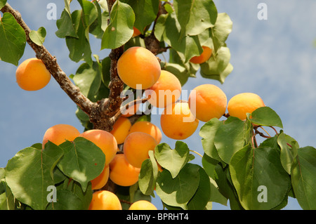 Le albicocche che crescono su un albero Foto Stock