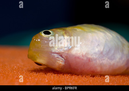 Ripresa macro di una femmina morta guppy pesce Foto Stock