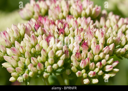Rosa e Bianco Sedum appena entrata in fiore. Fine Estate inizio autunno. Regno Unito Foto Stock