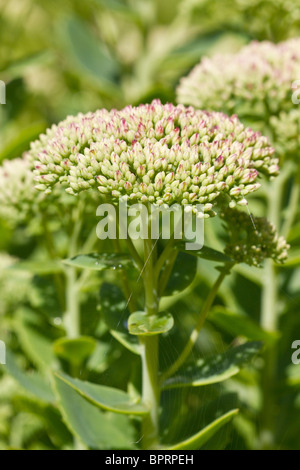 Rosa e Bianco Sedum appena entrata in fiore. Fine Estate inizio autunno. Regno Unito Foto Stock