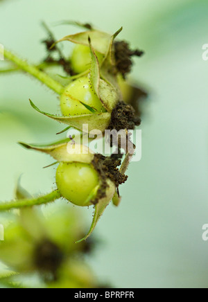 Blackberry verde rosa (Rosa rubus) hips a inizio stagione autunnale NEL REGNO UNITO Foto Stock