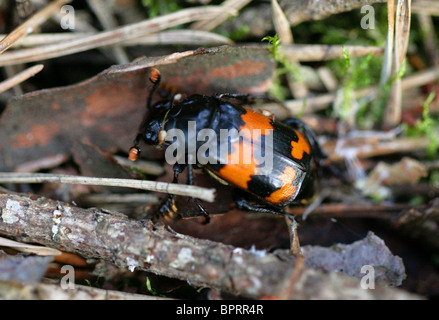 Seppellimento di Beetle, Nicrophorus vespillo (Necrophorus vespillo), Coleoptera Foto Stock