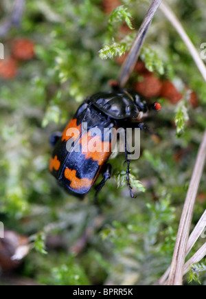 Seppellimento di Beetle, Nicrophorus vespillo (Necrophorus vespillo), Coleoptera Foto Stock