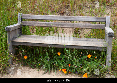 Panca in legno lungo un sentiero circondato da alte erbe e fiori selvatici, Russo Ridge Spazio Aperto sentieri escursionistici, Palo Alto Foto Stock