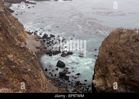 I leoni di mare lungo la spiaggia rocciosa, Anacapa Island, Channel Islands National Park, California, Stati Uniti d'America Foto Stock