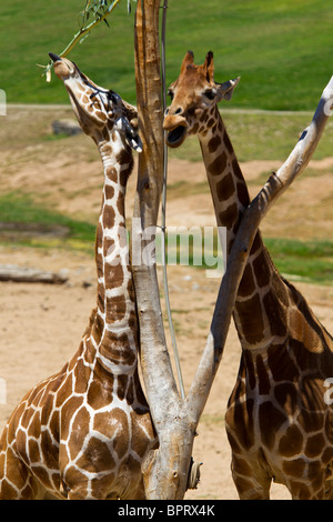 Due giraffe reticolate (Giraffa camelopardalis) mangiare da un albero, San Diego Zoo Safari Park, Escondido, California Foto Stock