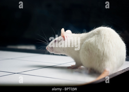 Bianco (Albino) ratto da laboratorio a bordo durante l'esperimento Foto Stock