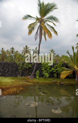 Stagno di pesci, Pu'uhonua o Honaunau National Historical Park, la Big Island, Hawaii, Stati Uniti d'America Foto Stock