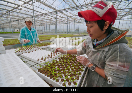 Lavoratore Taiwanese trapiantare piantine di pomodoro a un pomodoro hydroponic farm in Victoria Australia Foto Stock