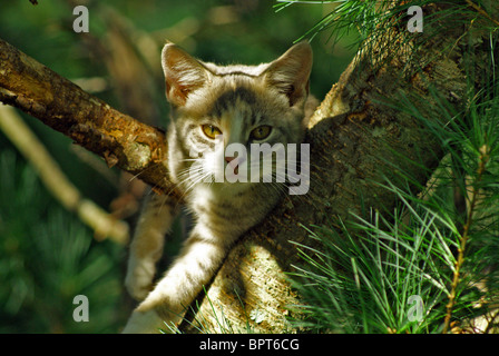Gatto In albero Foto Stock