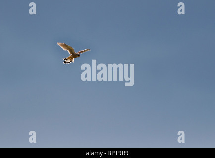 Soleggiato gheppio in bilico nel Warwickshire Foto Stock