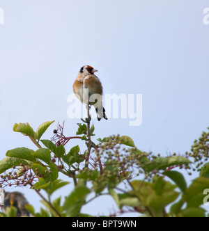 Femmina di cardellino appollaiato sulla boccola di bacche di sambuco in Norfolk Foto Stock