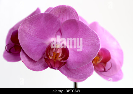 Una collezione di rosa Phalaenopsis (moth orchid) fiorisce Foto Stock