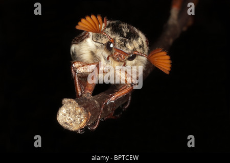 (Cockchafer Melolontha Melolontha) o possono Bug appollaiato su un ramoscello in Cornovaglia. Jack fotografia della luna Foto Stock