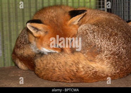 Un salvato Red Fox si trova rannicchiato nella sua gabbia ad una fauna selvatica centro di salvataggio Foto Stock