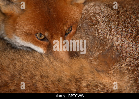 Una bellissima volpe rossa rannicchiato nella sua penna a un wildlife rescue center Foto Stock