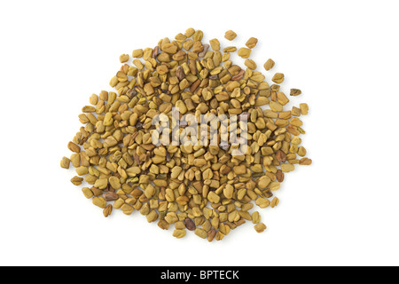 FENUGREEK foenum graecum semi Foto Stock