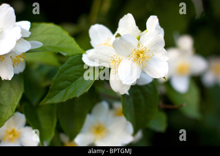 Mock-arancione (Filadelfo) e orientale (Ninebark Physocarpus opulifolius) cresce in Asgardstrand, Norvegia. Foto Stock