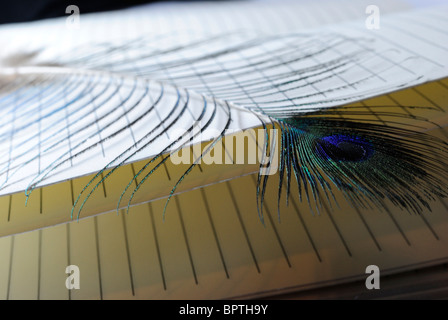 Peacock feather posa su un notebook Foto Stock