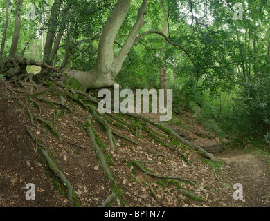 Oldbury Hill, vicino a Sevenoaks in Kent Foto Stock