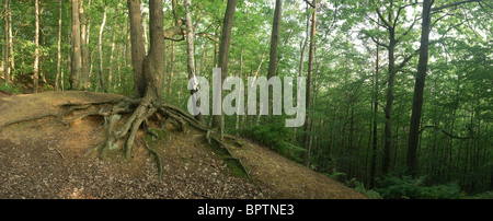 Oldbury Hill, vicino a Sevenoaks in Kent Foto Stock