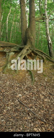 Oldbury Hill, vicino a Sevenoaks in Kent Foto Stock