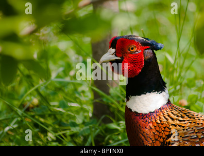 Il fagiano comune (Phasianus colchicus), è un uccello della famiglia fagiano (Fasianidi). "L'anello colli " Fagiano Foto Stock