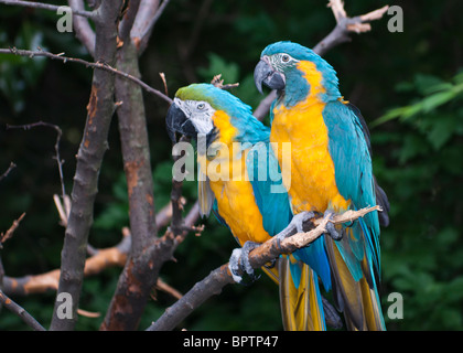 Blu-giallo Macaw (Ara ararauna), è un membro del gruppo di grandi pappagalli Neotropical noto come pappagalli. Foto Stock