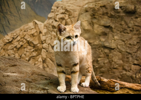 Sabbia cat (Felis margarita) Foto Stock