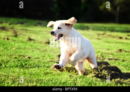 Golden Retriever cucciolo correre e saltare in erba Foto Stock