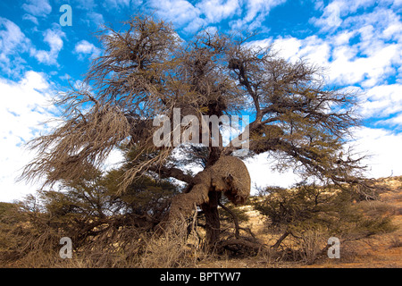 Tessitore sociale nido di uccelli in una struttura ad albero nel Kgalagadi transfrontaliera parco nazionale in Sud Africa e il Botswana Foto Stock