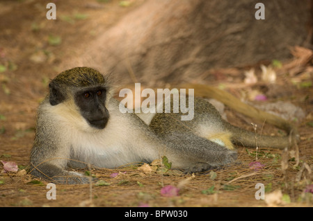 Callithrix scimmia o green monkey, (Cercopithecus aethiops) sabaeus, Abuko Riserva, Gambia Foto Stock