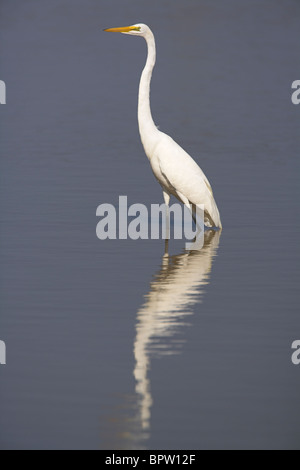 Airone bianco maggiore Ardea alba alla fattoria di depurazione laguna vicino La Güira, Repubblica di Cuba a marzo. Foto Stock