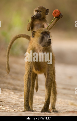 La Guinea babbuino con baby equitazione sulla sua schiena (Papio papio), Makusutu, Gambia Foto Stock