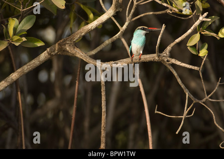 Blue-breasted kingfisher (Halcyon malimbica) seduta di mangrovie del fiume Gambia Gambia Foto Stock