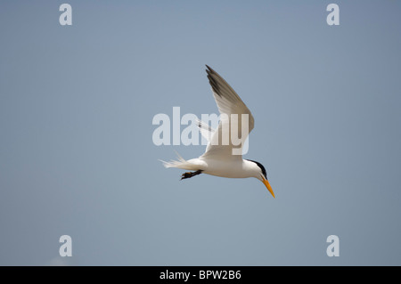 Lesser crested Tern (sterna bengalensis), Tanji, Gambia Foto Stock