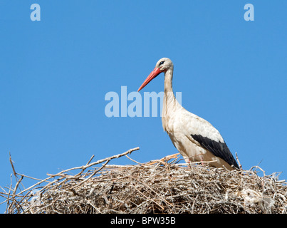 Cicogna bianca in seduta il suo nido Foto Stock