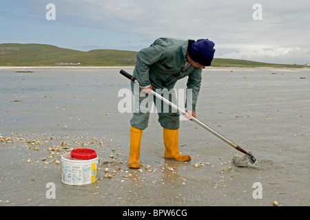 Il Cockle picker sul Traigh Mhòr trefoli sull'Isle of Barra, Ebridi Esterne, Western Isles. La Scozia. SCO 6518 Foto Stock