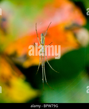 A lungo a ganasce Orb Web spider (Tetragnatha extensa), Francia Foto Stock