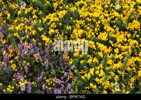 Gola fiorita ed erica su Dartmoor, Devon, Inghilterra, Regno Unito Foto Stock