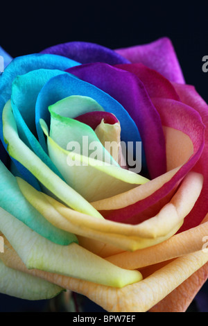 Primo piano di una rosa arcobaleno multicolore. I suoi petali sono colorati artificialmente per dare l'effetto arcobaleno. REGNO UNITO Foto Stock