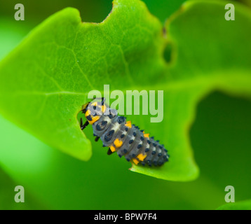 Larva di 7 spot Ladybird (Coccinella Coccinella septempunctata), Francia Foto Stock