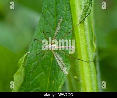 Il Daddy-gambe lunghe (Tipula oleracea), Francia Foto Stock
