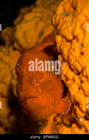 Immagini Subacquee forma Bonaire Antille Olandesi Foto Stock