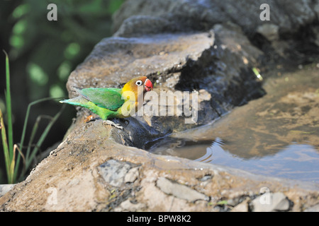 Giallo-collare - lovebird lovebird mascherato - Nero-masked Lovebird (Agapornis personatus) bere - Crater Lake - Kenya Foto Stock