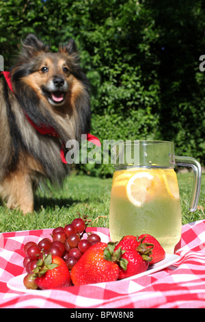 Brocca di limonata in vaso con limoni, sulla coperta picnic (focus sulla brocca) Sheltie cane con sciarpa rossa in background Foto Stock