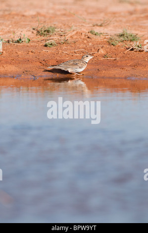 Calandra Lark provenienti da bere un waterhole nella centrale steppe spagnolo durante l'estate. Foto Stock