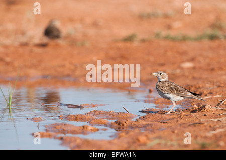 Calandra Lark provenienti da bere un waterhole nella centrale steppe spagnolo durante l'estate. Foto Stock