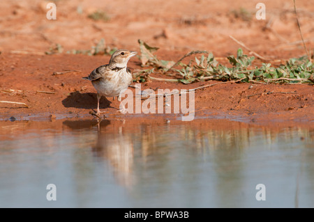 Calandra Lark provenienti da bere un waterhole nella centrale steppe spagnolo durante l'estate. Foto Stock